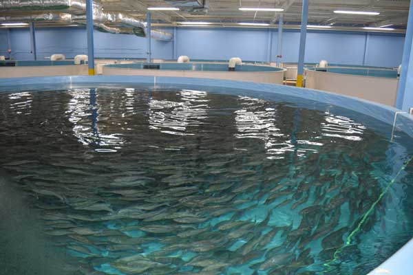 活性炭飼料補充劑提高消化生長