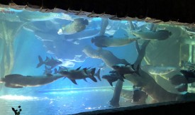 活性炭在水族館中可用多長時(shí)間？